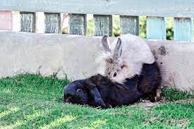 オブザーバーの写真、ウサギが従事しているセックスの動物農場、セレクティブ フォーカスの写真素材・画像素材 Image 56440099