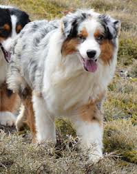 Australian Shepherd Smart Working Dog