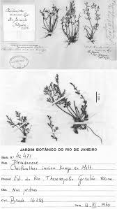 Image result for Cheilanthes schimperi