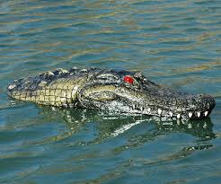 Crocodiles, alligators, caimans and gharials. Floating Crocodile Head