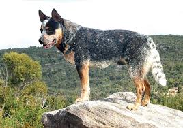 Gorgouse english bull dog puppy posted on 1/6/2009. Australian Cattle Dog Breeds