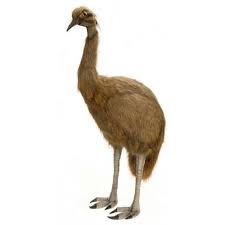 50 Lifelike Handcrafted Extra Soft Plush Emu Bird Stuffed Animal In 2020 Emu Bird Animals Soft Plush