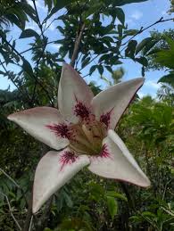 Image result for Rothmannia longiflora