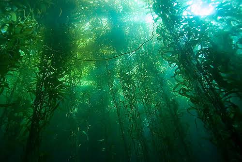 Mga resulta ng larawan para sa Sea Forests"