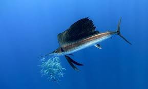 Sailfish In 2020 Sailfish Fish Pet Fish