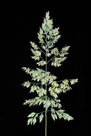 Image result for Pseudobromus