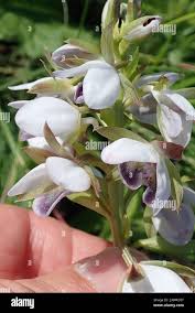 Image result for Eulophia hians