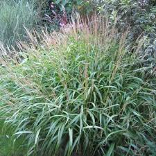 Image result for Agelanthus musozensis