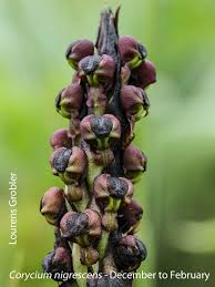 Image result for Corycium