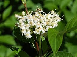 Image result for Cornaceae