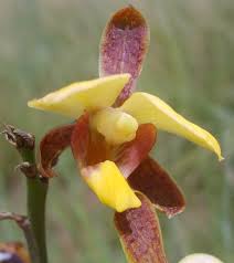 Image result for Eulophia streptopetala