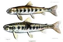 Salmon Wikipedia
