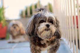 Check spelling or type a new query. What Is Folliculitis In Dogs Canna Pet