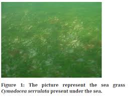 Image result for Cymodocea serrulata
