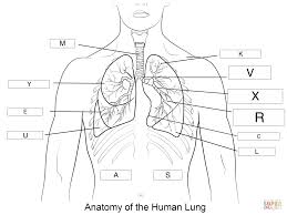A skin tag is a small benign growth of skin that projects from the surrounding skin. Diagram Of The Lung Labelled Wiring Diagram Database