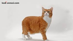 Manx Kedisi Kisa Tuylu Kedi Cinsleri Kediannesi Com
