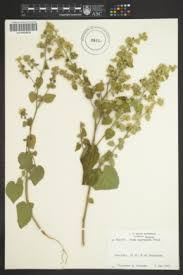 Image result for Sida chrysantha