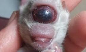 With cyclopia, the eyes and nose don't form properly. Cyclops Kitten Dies One Eyed Kitten Cleyed The Cyclops Born In Front Of Shocked Vets And Owner Daily Mail Online