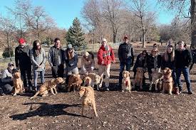 They're fluffy little teddy bears that are full of joy, playfulness, and curiosity. Mpls Goldens Home Facebook