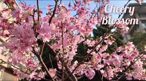 Include (or exclude) self posts. 145 æ–‡åŒ–å¤§å­¸é™½æ˜Žå±±çš„æ«»èŠ± Youtube