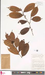 Image result for Carpolobia