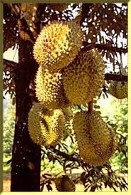 Durian (durio zibethinus murr.) belongs to the genus durio and the family bombacaceae, which is best known for showy flowers durian production guide. How To Grow Durian