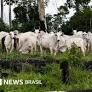 Brazil Rejects US Forced Labor Tariff Threats, Considers Reciprocity Law Response