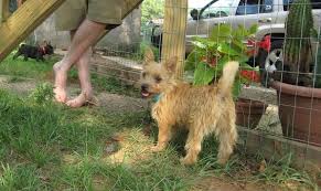 The current median price for all norwich terriers sold is $0.00. Norwich Terrier Puppies For Sale Fresno Ca 159814