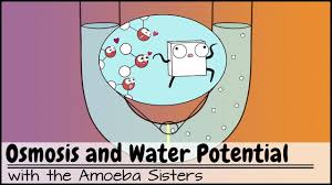 Osmosis And Water Potential Updated In 2020 Osmosis Teaching Cells Biology Lessons
