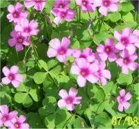 We did not find results for: Liste De Plantes A Fleurs Roses