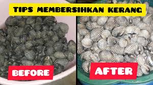 Rasanya juga enak dan sesuai untuk pelbagai jenis masakan. Cara Membersihkan Kerang Youtube