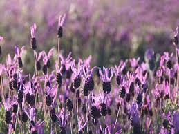 French Lavender How To Prune It Home Gardening Advice Saga