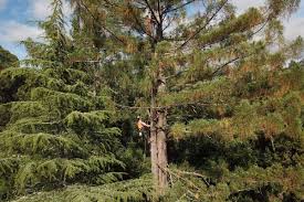 Making the Cut: A Guide to Tree Removal and Considerations - ArborCare Tree Company - Gisborne Tairāwhiti