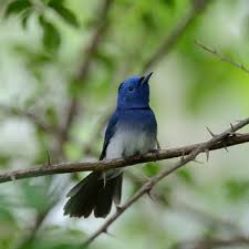See more of janda kembang on facebook. Burung Decu Kembang Shopee Indonesia