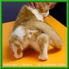 However, if she is bred, the heat cycle seldom lasts more than 4 days. Purr Enjoyed Cats Cats Kittycat Cat In Heat Cat In Heat Remedies Cats
