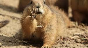 Marmot Paw Mud Wallpaper Hd Animals 4k Wallpapers Images Photos And Background Groundhog Day Animal Wallpaper Animals