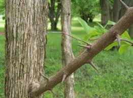 Image result for Maclura africana