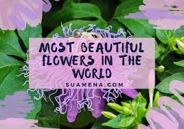 Unique beautiful flowers in the world. Most Beautiful Flowers In The World Orchid Mall