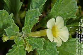 Image result for Pedalium