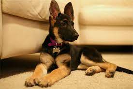 How much a german shepherd costs to buy and own. German Shepherd Puppy Prices 2021 Guide