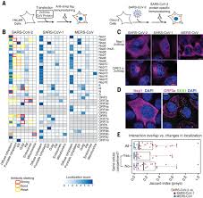 Instead of preventing viral infection, binding antibodies trigger an abnormal immune response known as paradoxical immune enhancement. another way to look at this is your immune system is actually backfiring and not functioning to protect you but actually making you worse. Comparative Host Coronavirus Protein Interaction Networks Reveal Pan Viral Disease Mechanisms Science