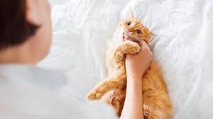 Schnurrt deine katze beim streicheln, schmiegt sich liebevoll an dich und tritt mit ihren kleinen pfötchen auf der stelle. Wieso Schnurren Katzen 9 Typische Verhaltensweisen Tiergesund De