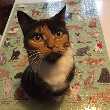 Maybe you would like to learn more about one of these? Ridley S Games What S Up Pussycat Oh You Ve Finished Facebook