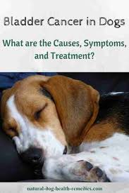Generally, it's hardest to treat the cancer at this point. Bladder Cancer In Dogs Symptoms Causes And Treatment