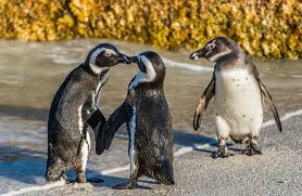 Resultado de imagem para fotos de animais