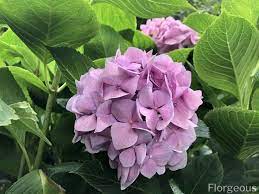 You can gift this flower to anyone that you consider to have any of these characteristics. Amazing Meaning And Symbolism Of Hydrangea Flower Florgeous