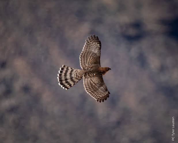Cooper's Hawk Fact Sheet – HawkWatch International