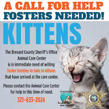 Are committed to loving and nurturing a child in your home. Foster Families Needed Brevard County Sheriff S Office