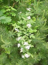 Check spelling or type a new query. Poisonous Beauty One Leap At A Time