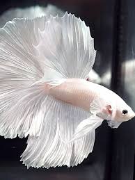 Betta Fish White Platinum Halfmoon Hm Male Betta Fish Betta Fish